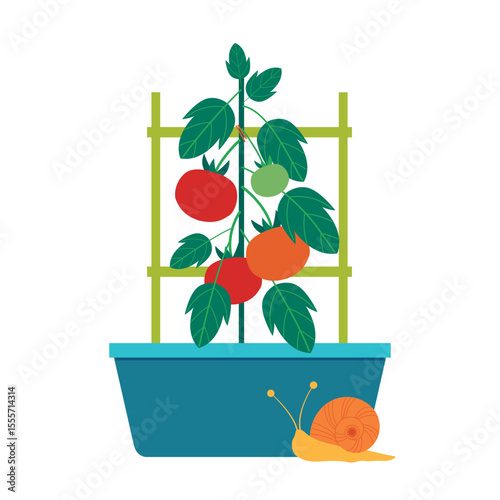 Ripe tomatoes grown in flower flower pots. Homegrown concept vector illustration.