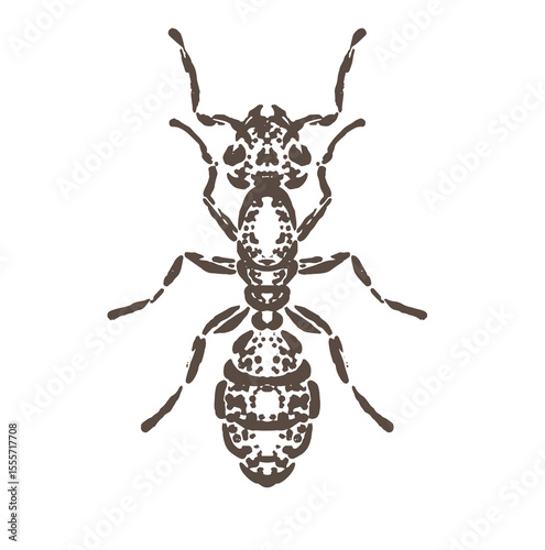 illustration of a sketch of a brave ant