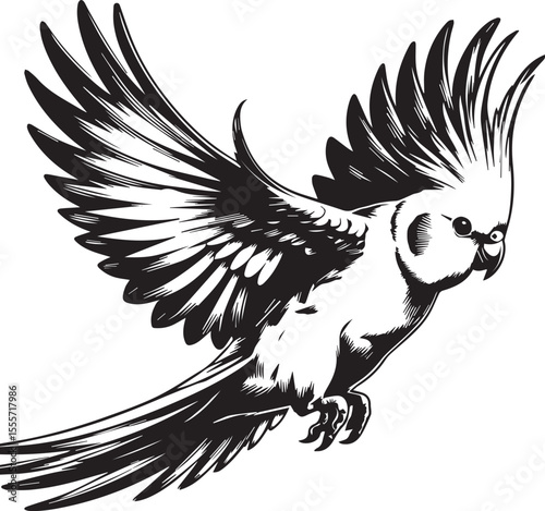 Cockatiel Parrot Vector