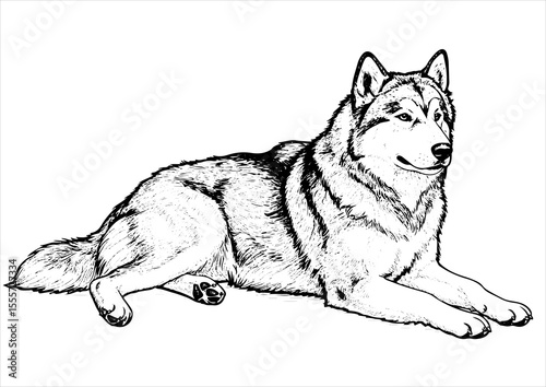 Alaskan Malamute dog pet portrait engraving intricate retro hand drawn style line art black and white vector illustration