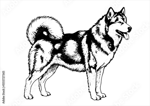 Alaskan Malamute dog pet portrait engraving intricate retro hand drawn style line art black and white vector illustration