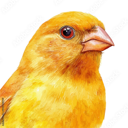 Canary Close Up, watercolor illustration vector, isolated on a white background.