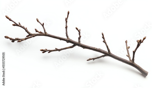 Dry branch with small buds on a white background.