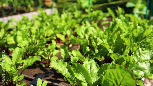 Green beet leaves with red stems. Beets in the garden. Young beets in the spring.