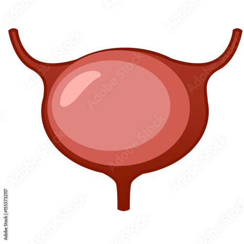 vector illustration of a human anatomy