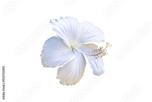 Beautiful white hibiscus flowers isolated transparent background.