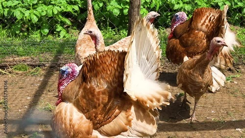 A few turkeys are walking around the yard. Rural area. Variegated, multicolored feathers.Turkeys in the barn go and eat.