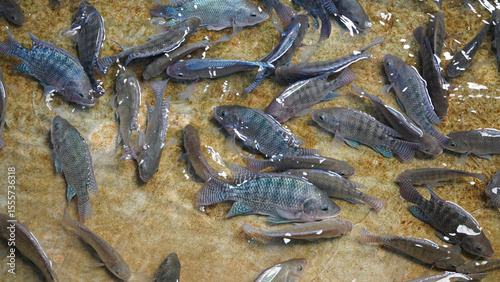 Obraz na plátně A group of tilapia swimming close together in a breeding pond, This image captures the natural behavior of the fish as they congregate near the surface, perhaps during feeding time
