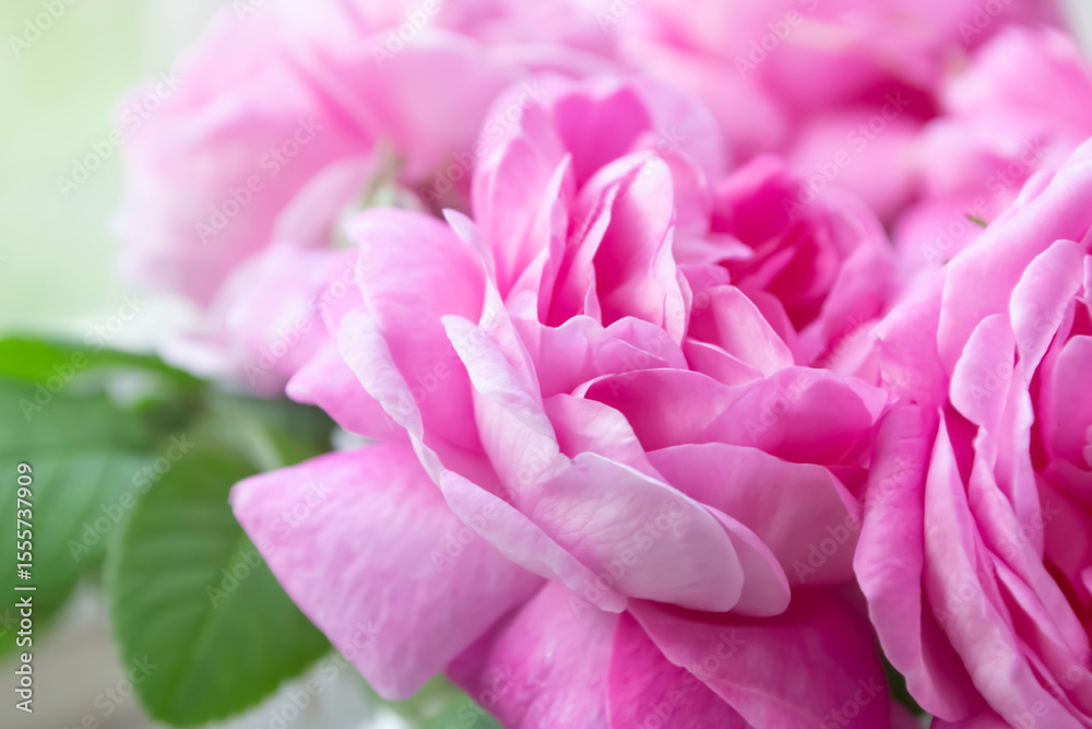 Obraz premium Close up shows vibrant pink roses in full bloom with green leaves in the background