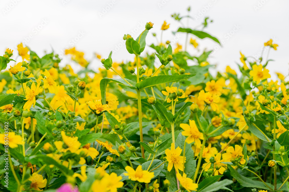 Obraz premium A breathtaking view of a vast cosmos flower field in full bloom, with pink, white, and magenta petals dancing under the sunlight. The vibrant meadow stretches into the horizon, creating a dreamy