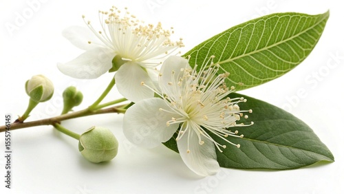Elegant Guava Flowers and Buds with a Vibrant Green Leaf on White