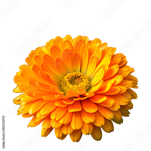 Mexican marigold lutein edible flower calendula officinalis marigold orange flower annual plant png isolated transparent background