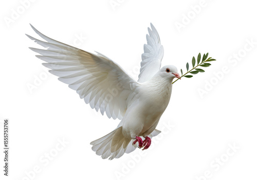 Isolated Dove with Olive Branch Symbol of Peace