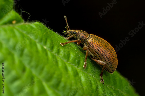 Wallpaper Mural Weevil beetle - Polydrusus mollis, beautiful small weevil beetle native to European forests and bushes, Czech Republic. Torontodigital.ca