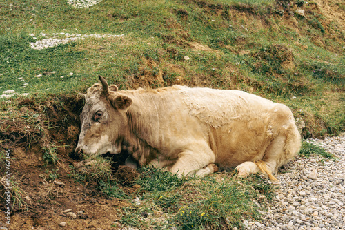 sick cow with red eyes lies on the ground