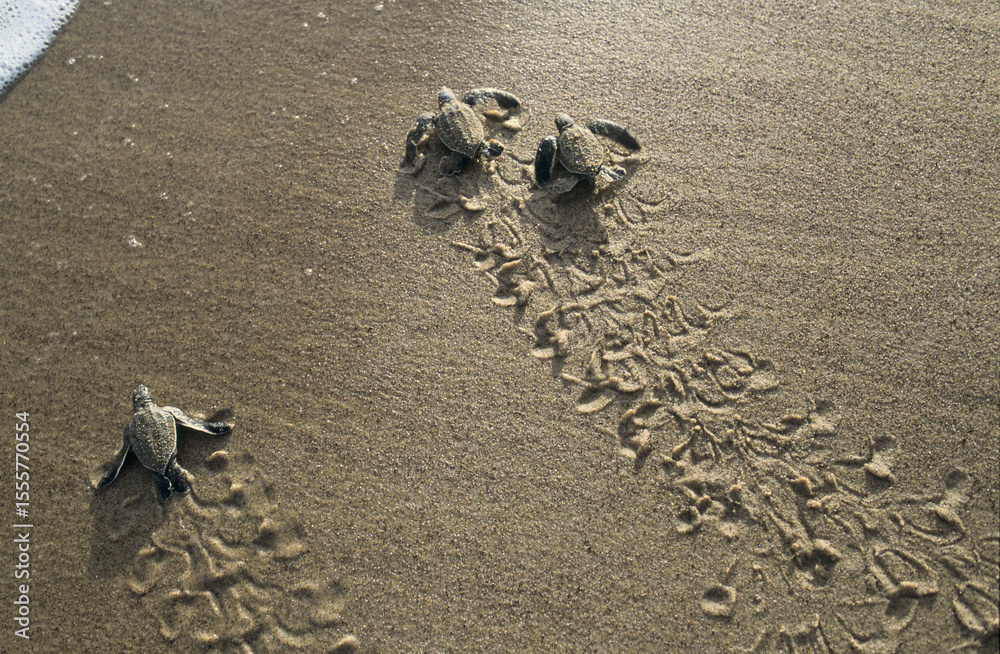 Obraz premium Tortue Luth-Dermochelys coriacea