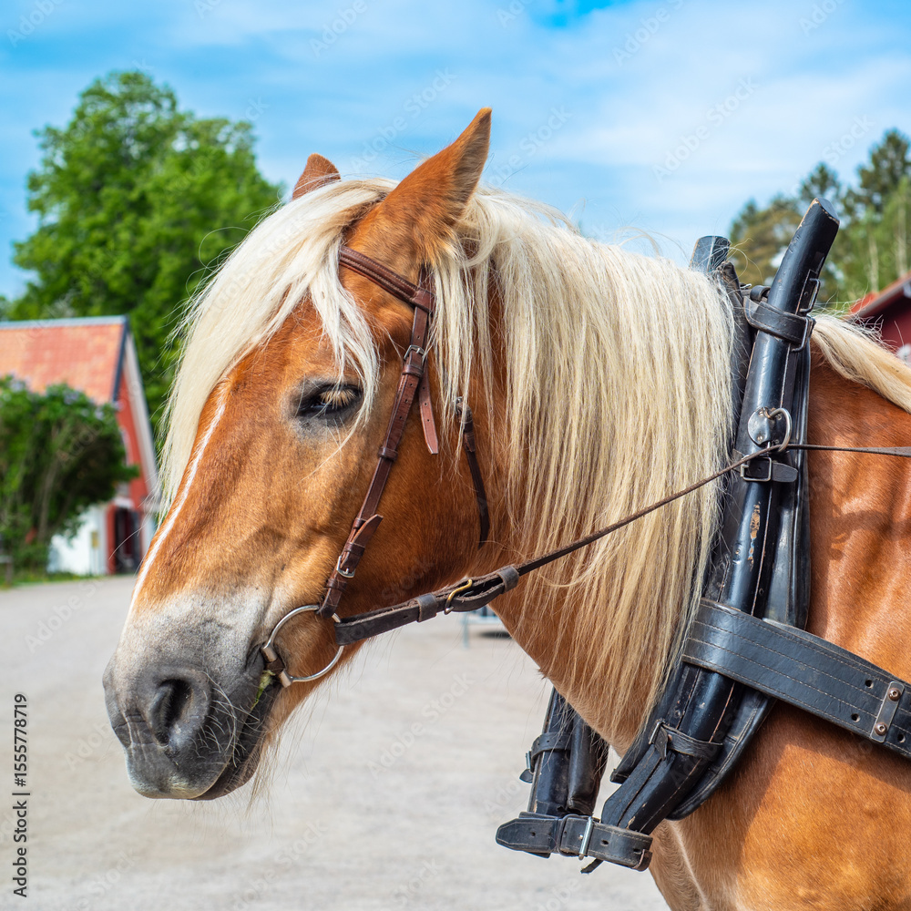 Fototapeta premium Portrait of an Ardennes horse.