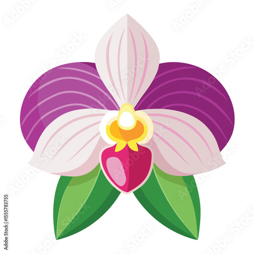 orchid isolated on white background