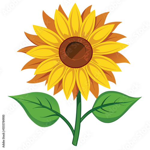 sunflower isolated on white