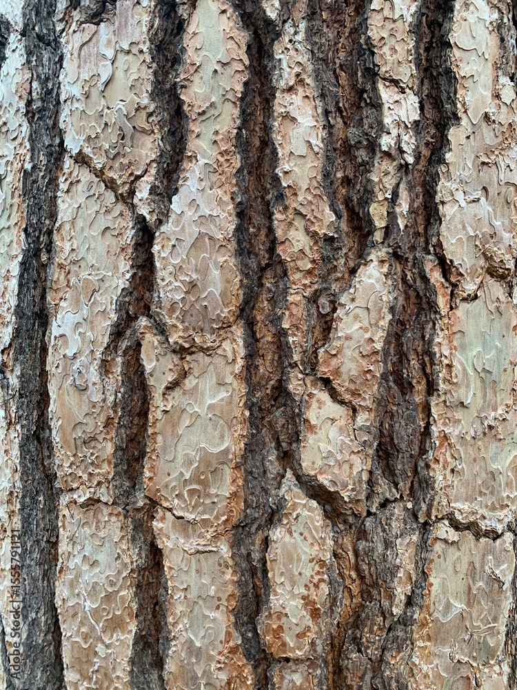 Fototapeta premium tree bark texture