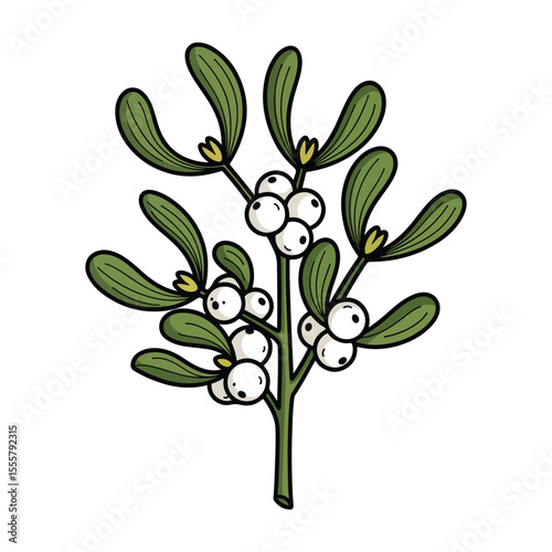 Hand drawn mistletoe branch with white berries and green leaves