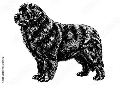 Newfoundland dog pet portrait engraving intricate retro hand drawn style line art black and white vector illustration, isolated on white background