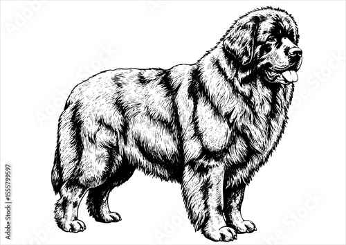 Newfoundland dog pet portrait engraving intricate retro hand drawn style line art black and white vector illustration, isolated on white background