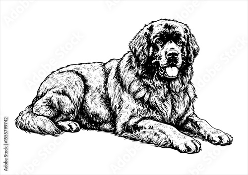 Newfoundland dog pet portrait engraving intricate retro hand drawn style line art black and white vector illustration, isolated on white background