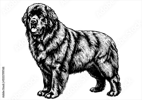 Newfoundland dog pet portrait engraving intricate retro hand drawn style line art black and white vector illustration, isolated on white background
