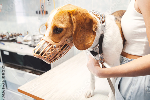 Beagle Dog Wearing Muzzle at a Vet Clinic with Owner. Examining a Pet, Medical Checkup Concept.