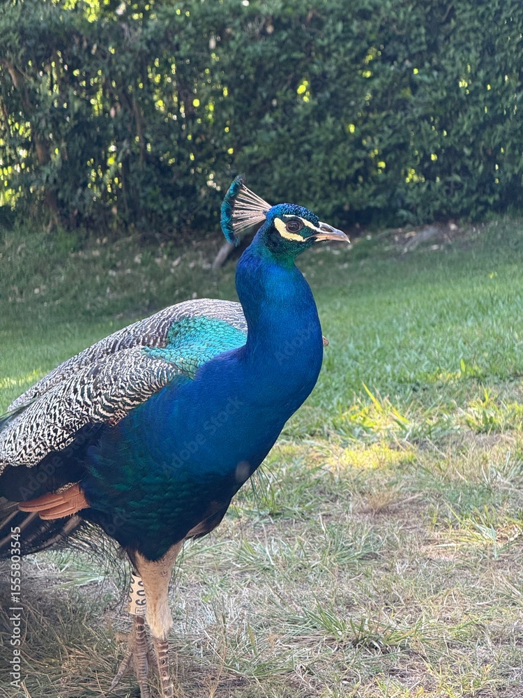 Fototapeta premium Male Indian peafowl (Pavo cristatus)