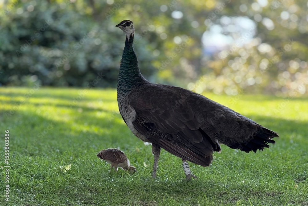 Fototapeta premium Female Indian peafowl (Pavo cristatus) with baby