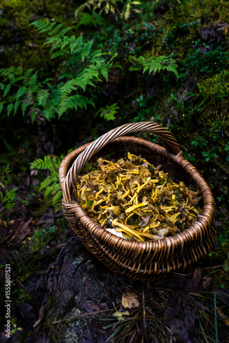 Basket filled with Craterellus tubaeformis mushrooms (winter chanterelle, yellowfoot, winter mushroom, or funnel chanterelle) in a forest setting