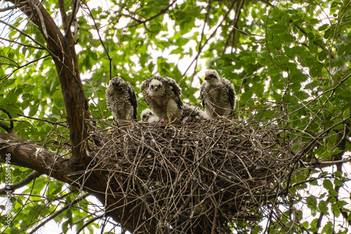 Konstfotografi Sparrowhawk or little sparrowhawk (Accipiter nisus) nestlings are sitting in a nest of thick branches in a tall tree, one of them is eating prey, red meat is visible near his feet