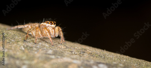 фотографія Close up macro photo of white banded house jumping spider