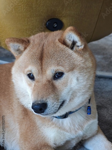 Suspicious Shiba Inu Staring Up Close