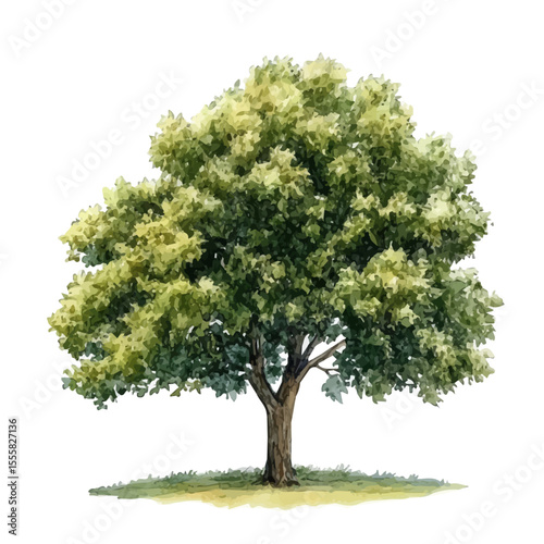 watercolor of A Walnut Tree, vector, isolated on a white background.
