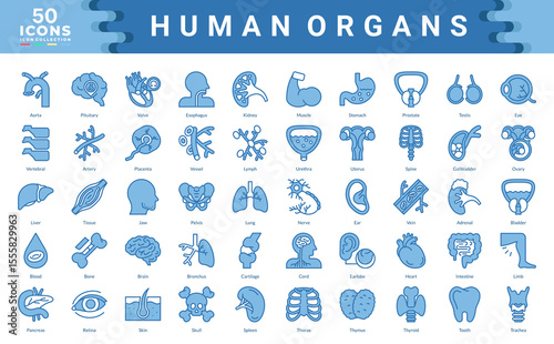 Human Organs icon collection. Simple blue vector illustrations.