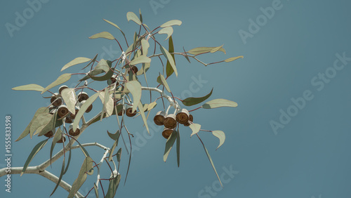 A close-up view looking up to a eucalyptus branch of leaves and grey bell shaped gumnuts framed in against a blue sky.