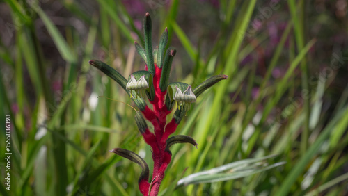 Another close-up of an exotic and beautiful green flower from an Australian plant commonly called a 'Kangaroo Paw'.