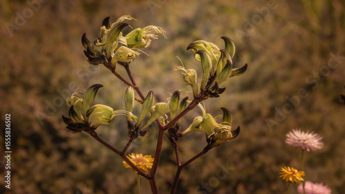 A close-up of an exotic and beautiful yellow and brown flower from an Australian plant commonly called a 'Kangaroo Paw'.