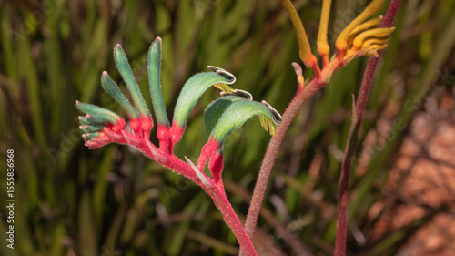 Another close-up of an exotic and beautiful green flower from an Australian plant commonly called a 'Kangaroo Paw'.