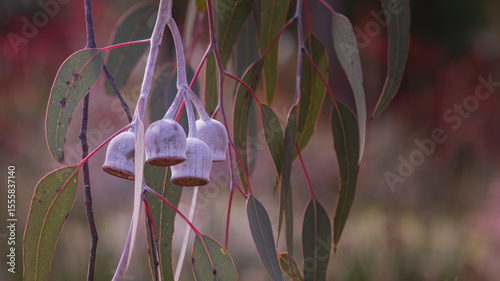 A close-up of beautifully curved eucalyptus leaves with red stalks and grey bell shaped gumnuts.
