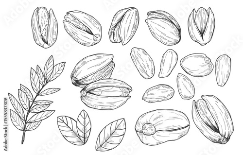 Hand drawn pistachio nuts vector set sketch
