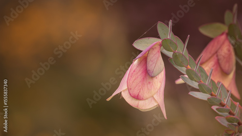 Another close-up of an exotic and beautiful red / purple  flower with entwined petals in a bell shape.