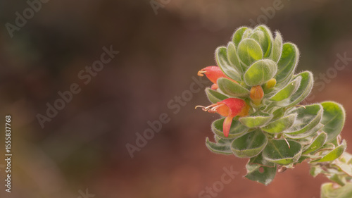 A close-up of an exotic and beautiful red flower with delicate fat leaves.