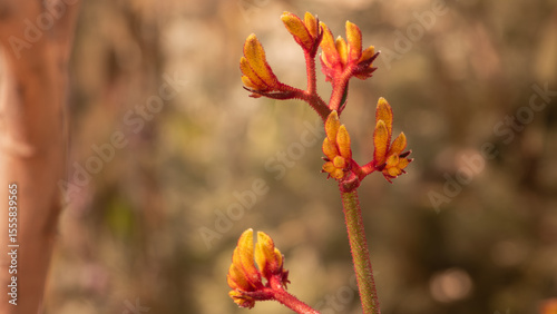 A close-up of an exotic and beautiful yellow to pink flower from an Australian plant commonly called a 'Kangaroo Paw'.