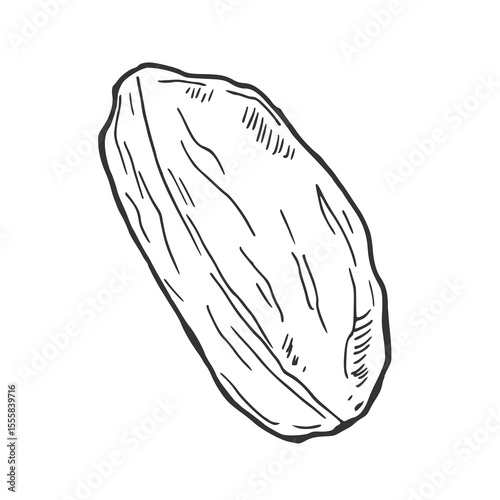 Pistachio nuts set. Isolated sketch of peeled pistachio nut