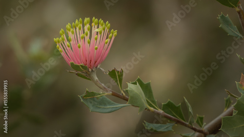 A close-up of an exotic and beautiful yellow / pink flower from an Australian plant commonly called a 'Holly Banksia'.