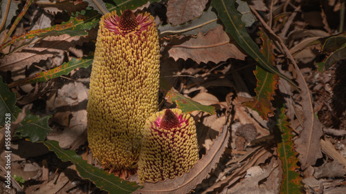 A close-up of an exotic and beautiful yellow and red flower from an Australian plant commonly called a 'Banksia'.
